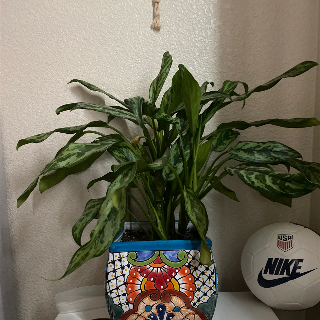 Healthy Chinese Evergreen plant with lush green leaves in a colorful ceramic pot, with a Nike soccer ball in the background.