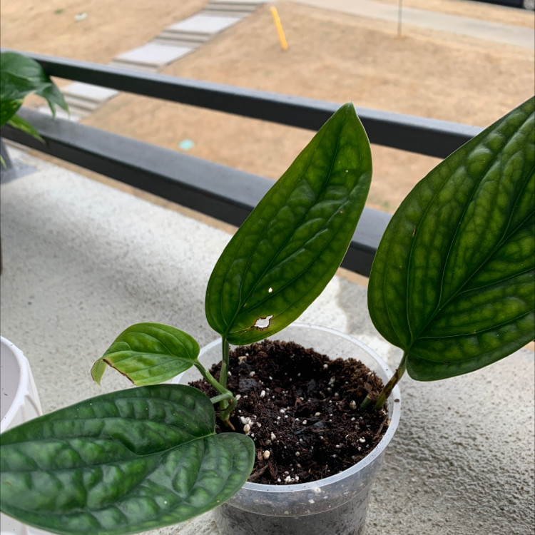 Monstera pinnatipartita plant in a small plastic pot with healthy green leaves.