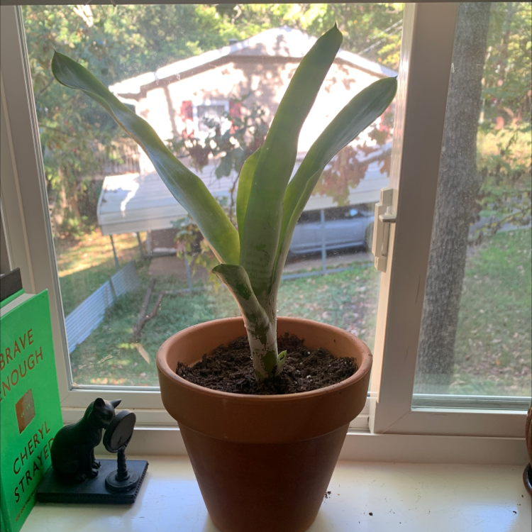 Potted Urn Plant on a windowsill with some leaf discoloration.