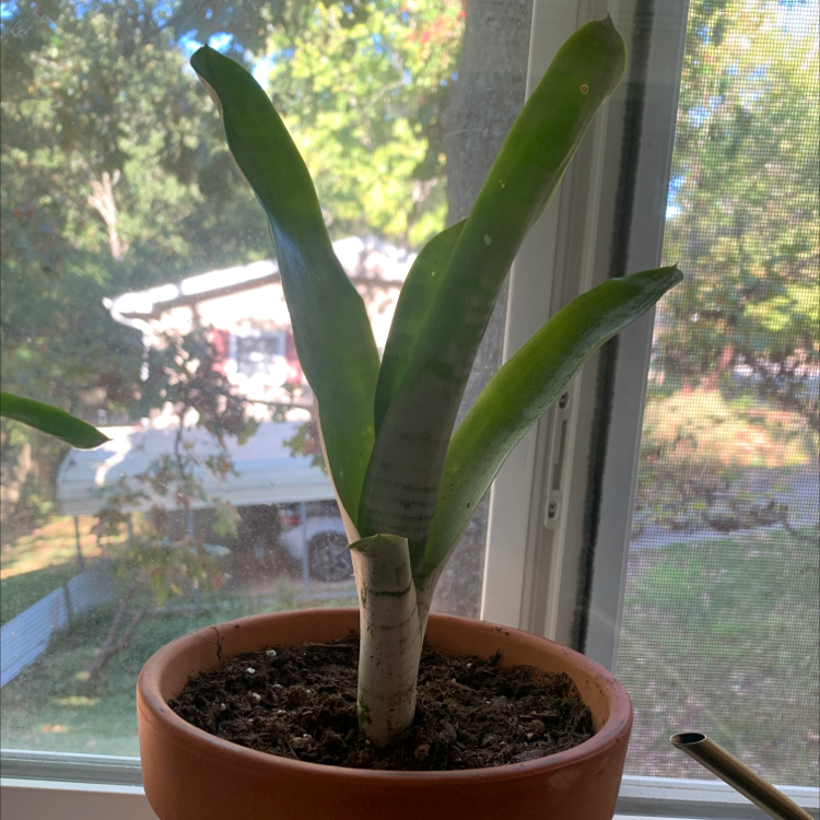Potted Urn Plant with long green leaves near a window.