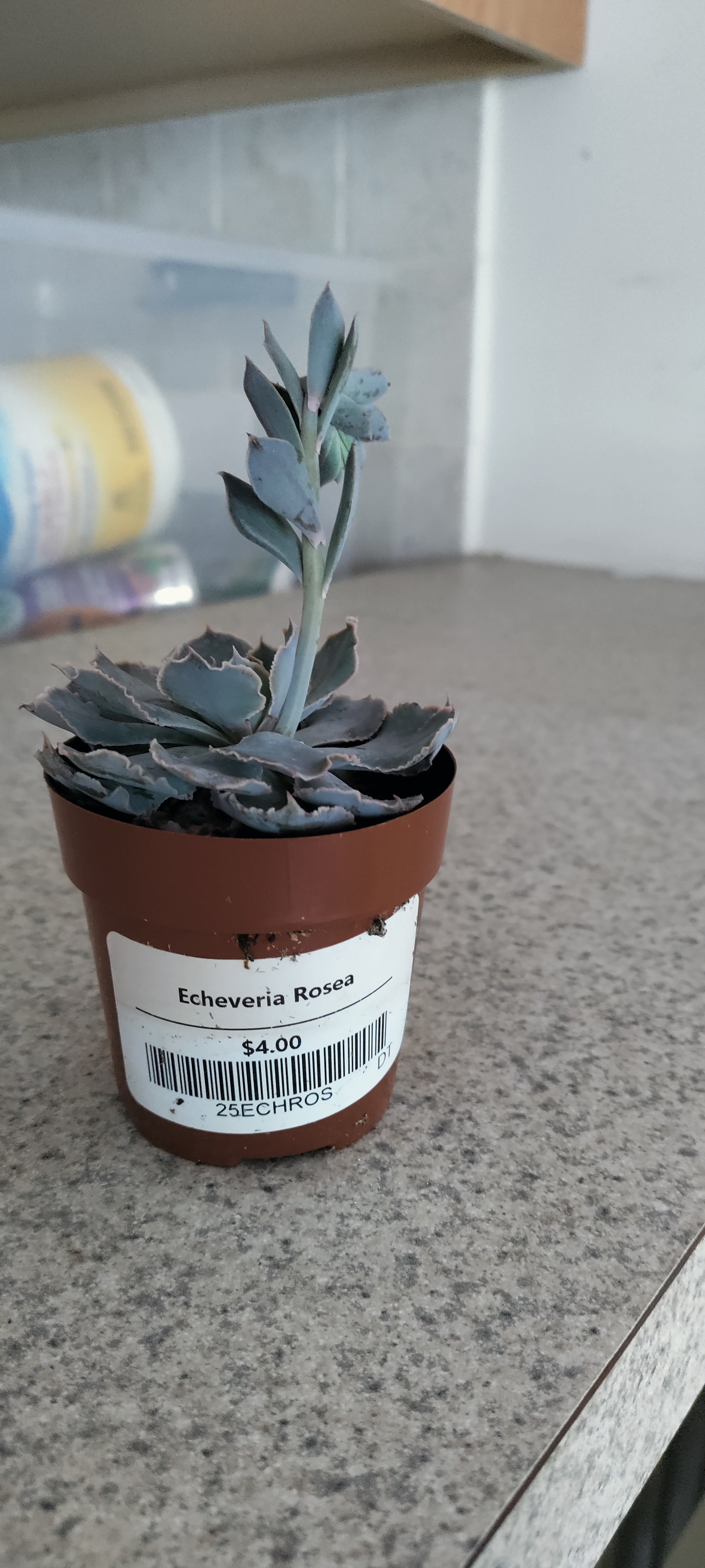 Photo of the plant species Echeveria 'Rosea' by @PlantsBooksLove named Rosalind on Greg, the plant care app