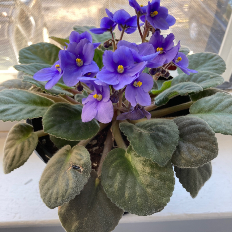 Kenyan Violet plant photo by @ZingyRockfig named Robert Plant on Greg, the plant care app.