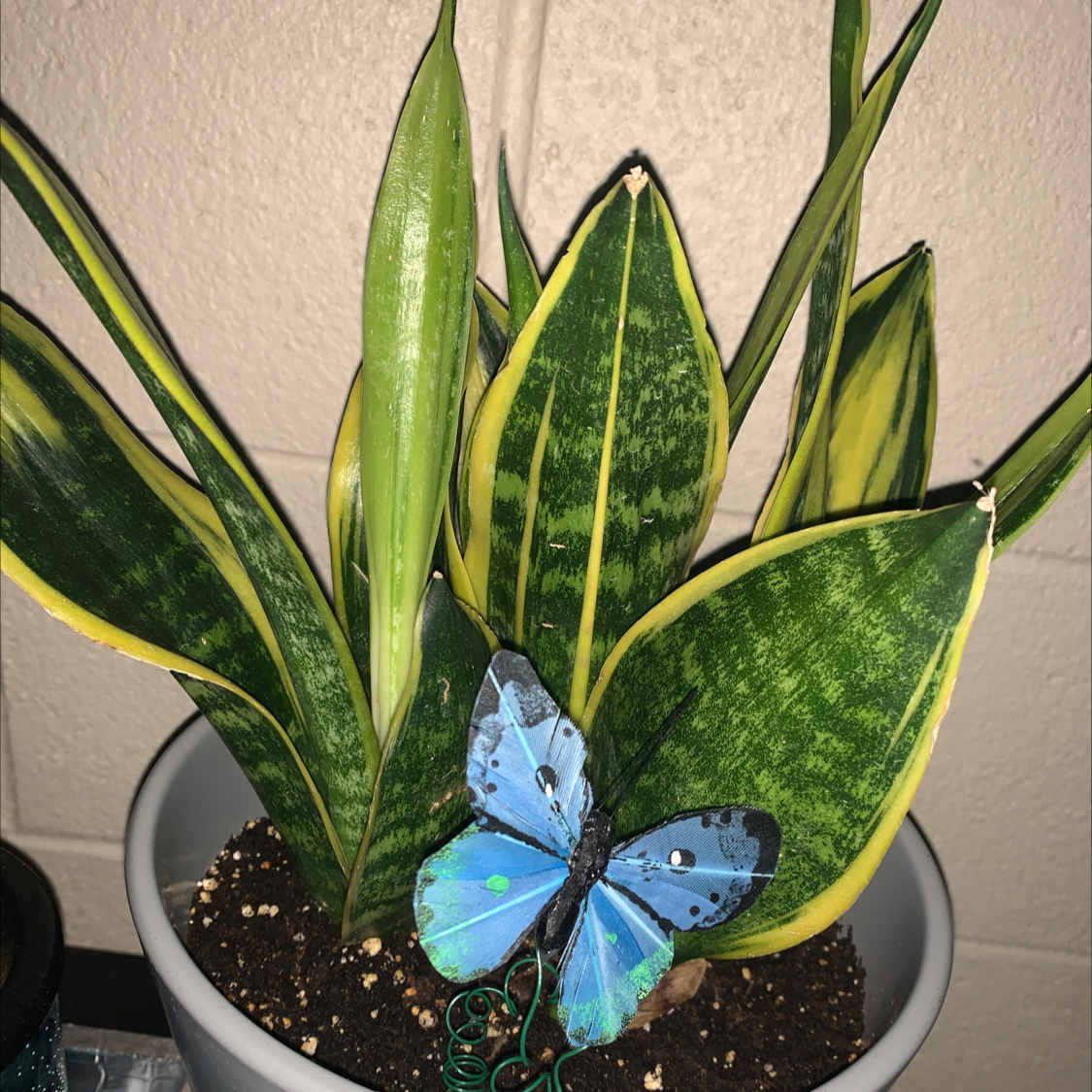 Golden Flame Snake Plant in a pot with a decorative blue butterfly.