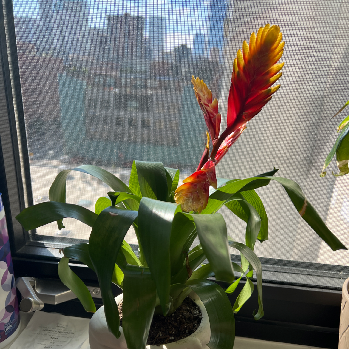 Flaming Sword plant with vibrant red and yellow inflorescence near a window.