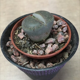 Lithops bromfieldii plant in Somewhere on Earth