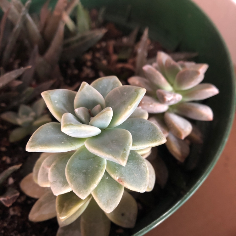 Photo of the plant species Ghost Plant by @el.lucero14 named Lenny on Greg, the plant care app