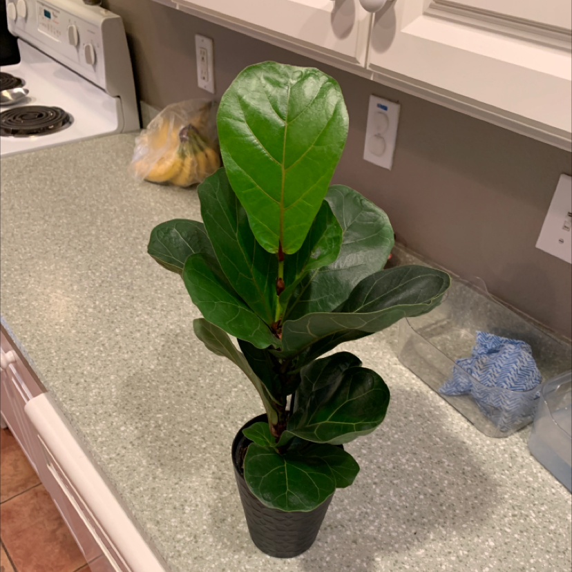 Fiddle Leaf Fig plant photo by @cosmokramer named Fígaro on Greg, the plant care app.