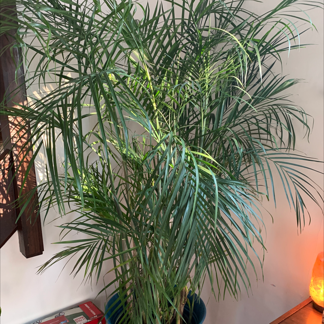 Healthy Pygmy Date Palm with lush green fronds in a dark pot against a white wall.