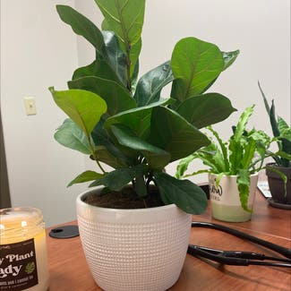 Fiddle Leaf Fig plant in Signal Mountain, Tennessee