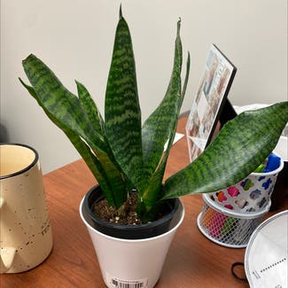 Snake Plant plant in Signal Mountain, Tennessee