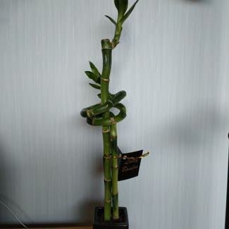 Lucky Bamboo plant in Dunedin, Otago