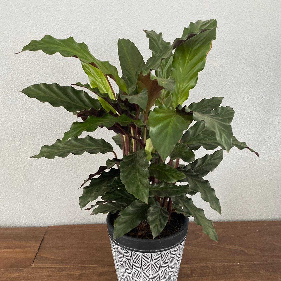 Photo of the plant species Furry Feather Calathea by @ChosenTutu named Calathea Wavestar (Biorb) on Greg, the plant care app