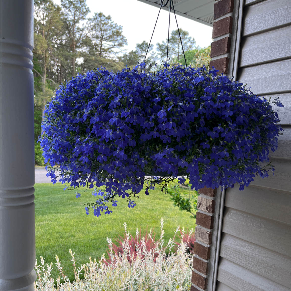 Hanging basket of Edging Lobelia with vibrant blue flowers, appearing healthy and well-maintained.