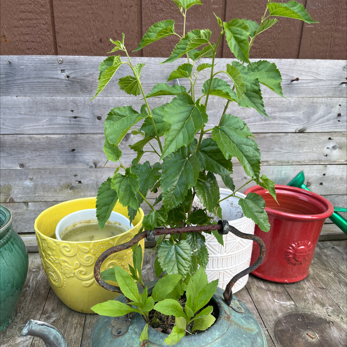 White Mulberry plant in a unique container, surrounded by colorful pots.