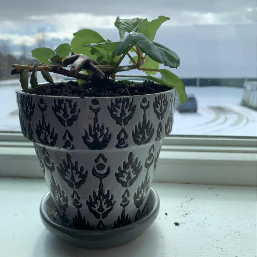 Potted Swedish Ivy on a windowsill with a snowy outdoor background.