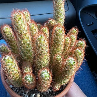 Lady Finger Cactus plant in Louisville, Kentucky