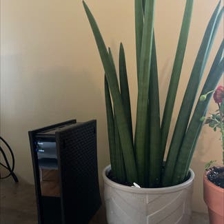 Cylindrical Snake Plant plant in Louisville, Kentucky