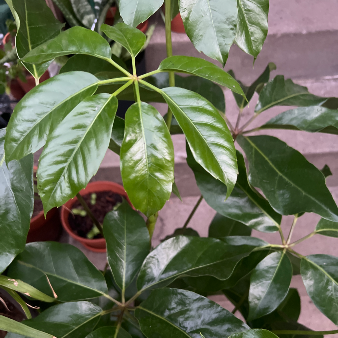 Healthy Octopus Tree with glossy green leaves in a pot.