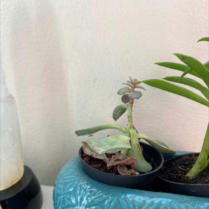 Crassula cotyledonis plant in a blue pot with some leaf browning, next to another plant.