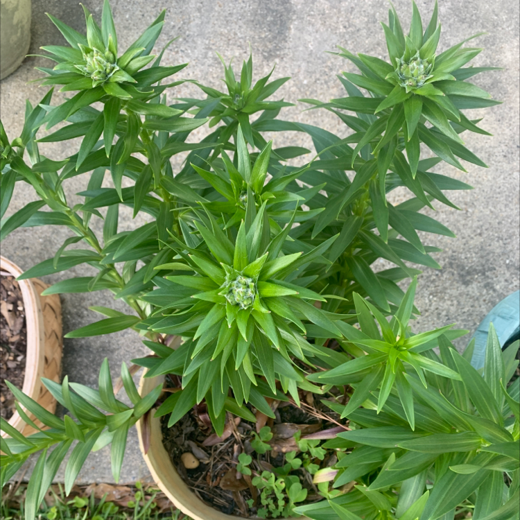 Tiger Lily plant with multiple green stems and leaves, partially visible soil.
