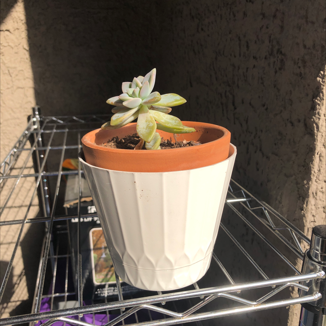 Graptopetalum succulent in a white pot on a metal shelf, with some yellowing leaves.