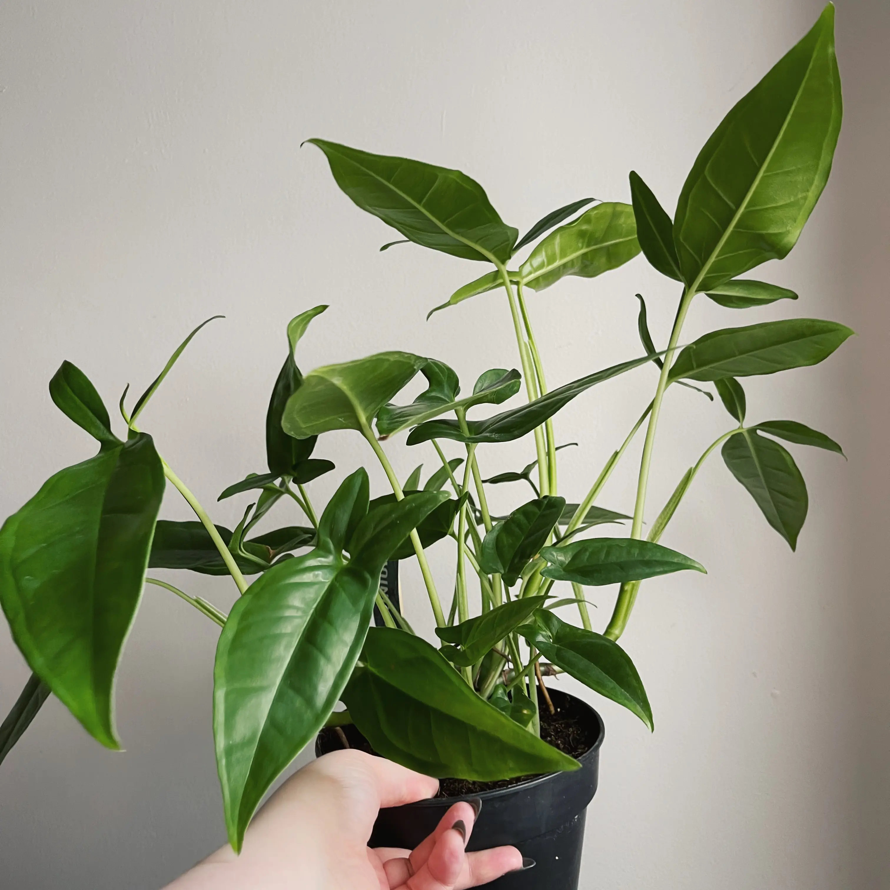Photo of the plant species Syngonium 'Trileaf Wonder' by @Nallon named Demeter on Greg, the plant care app