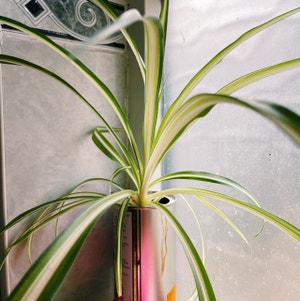 Spider Plant plant photo by Nallon named Gomez on Greg, the plant care app.