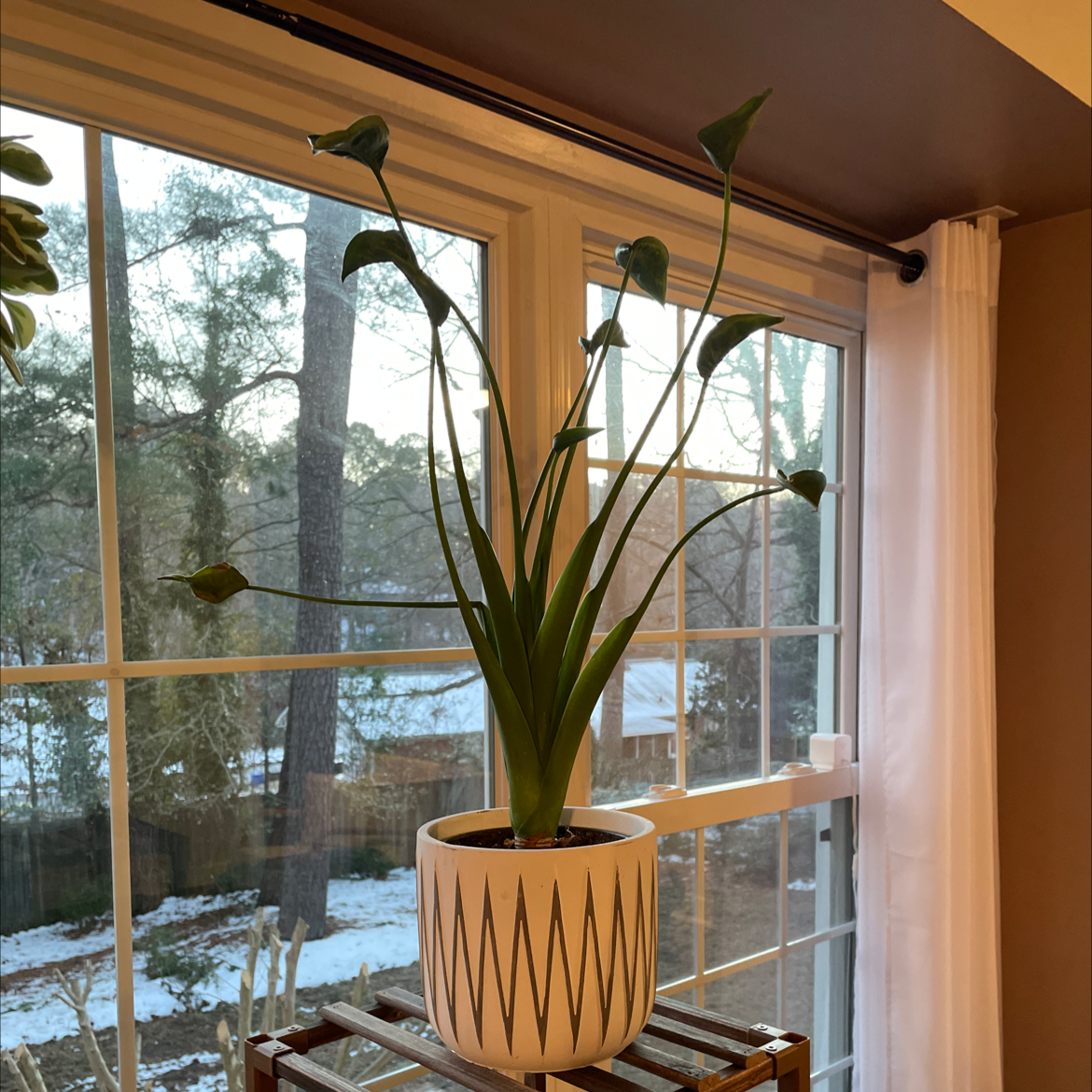 Potted Tiny Dancer plant with long green leaves near a window with a snowy background.