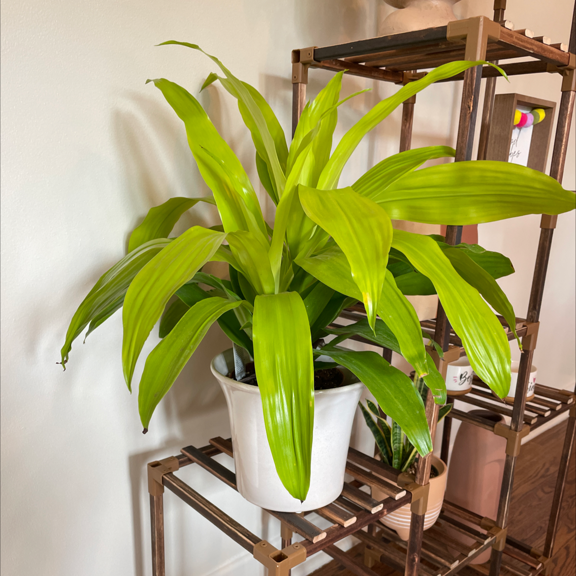Dracaena Limelight plant in a white pot on a wooden shelf, vibrant green leaves.