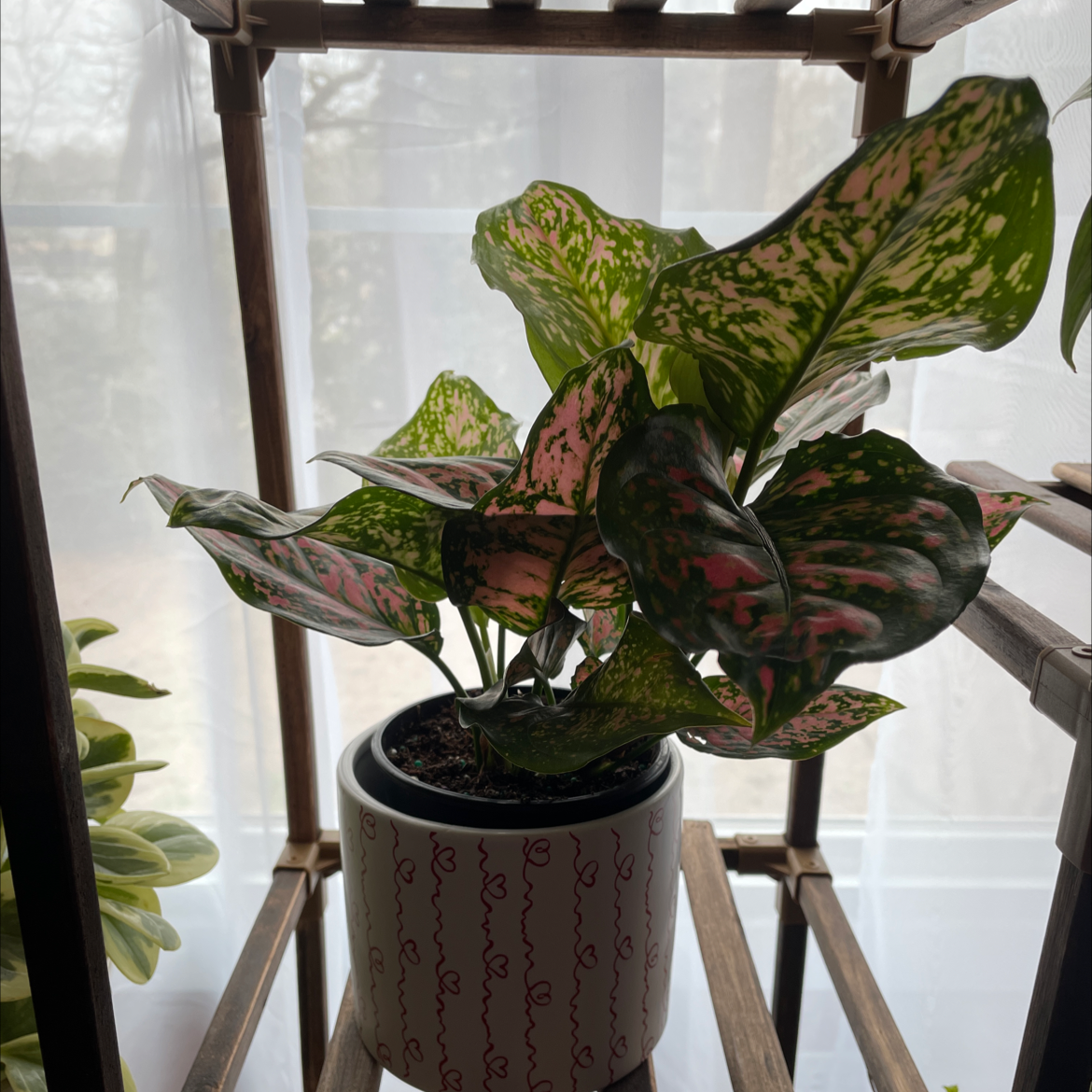 Aglaonema 'Red Valentine' plant in a pot on a wooden shelf with variegated pink and green leaves.