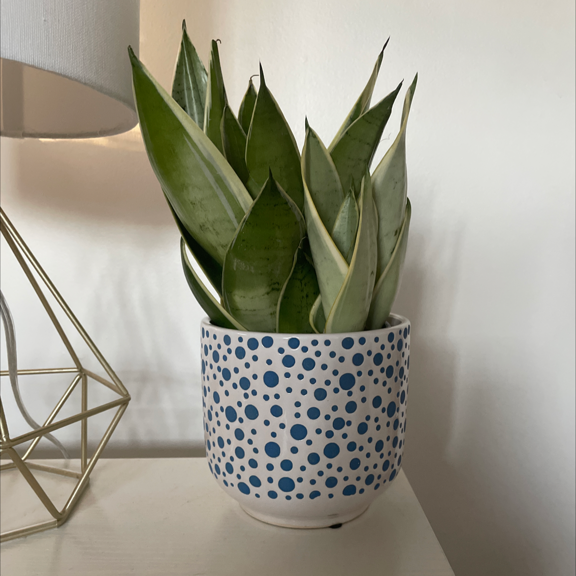 Sansevieria Night Owl plant in a blue polka dot pot on a white surface.