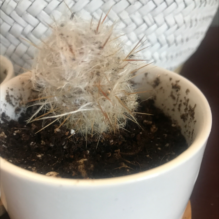 Peruvian Old Man Cactus in a white pot with visible soil and white, hair-like spines.