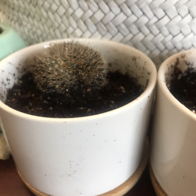 Pincushion Cactus in a white pot with visible soil, well-centered and in focus.