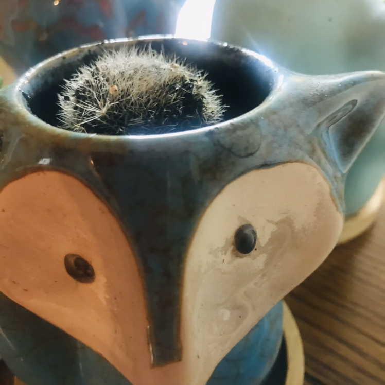 Old Lady Cactus in a decorative pot, appears healthy.
