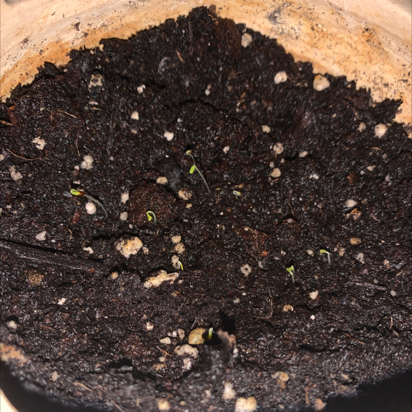 Pot with dark soil and small green seedlings of Canterbury Bells emerging.