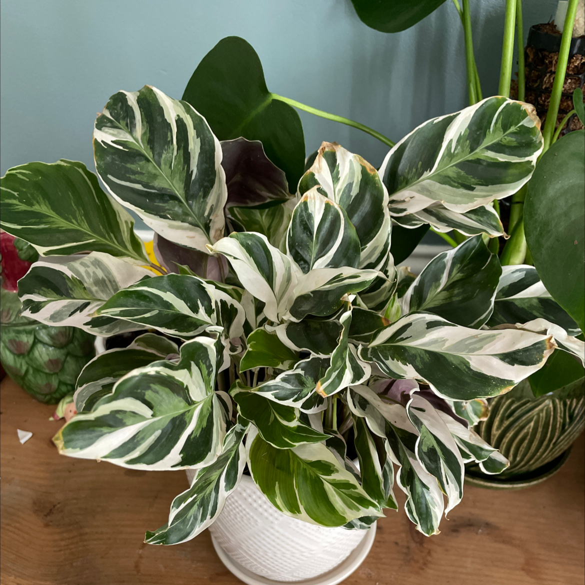 How to Get a Calathea 'White Fusion' to Bloom, image size:1170x1170