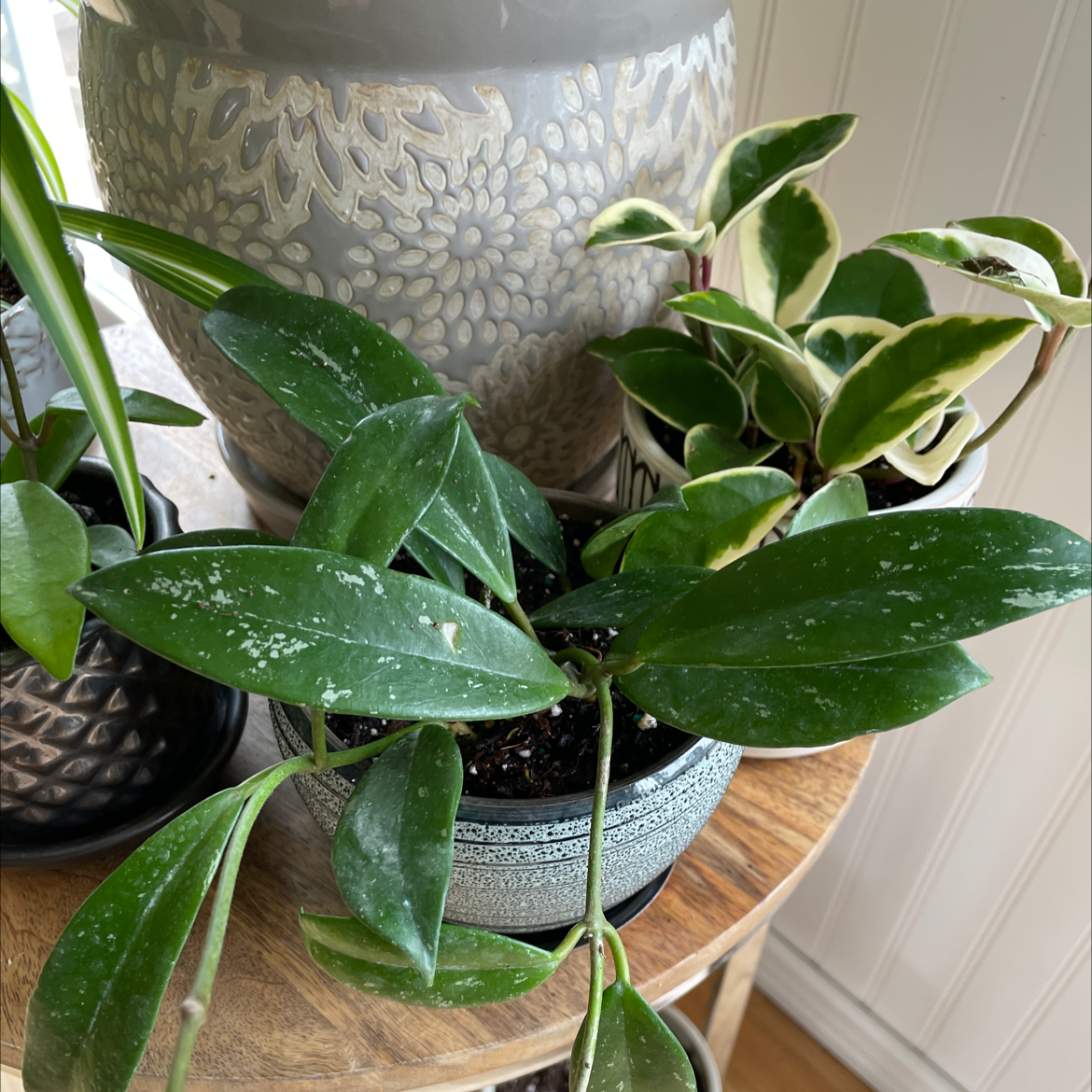 Hoya pubicalyx 'Splash' plant with green leaves and splash-like variegation in a pot on a wooden surface.