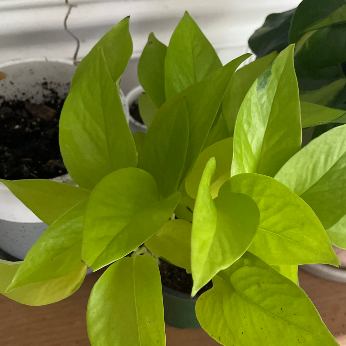 Neon Pothos plant with vibrant green leaves and visible soil in the background.
