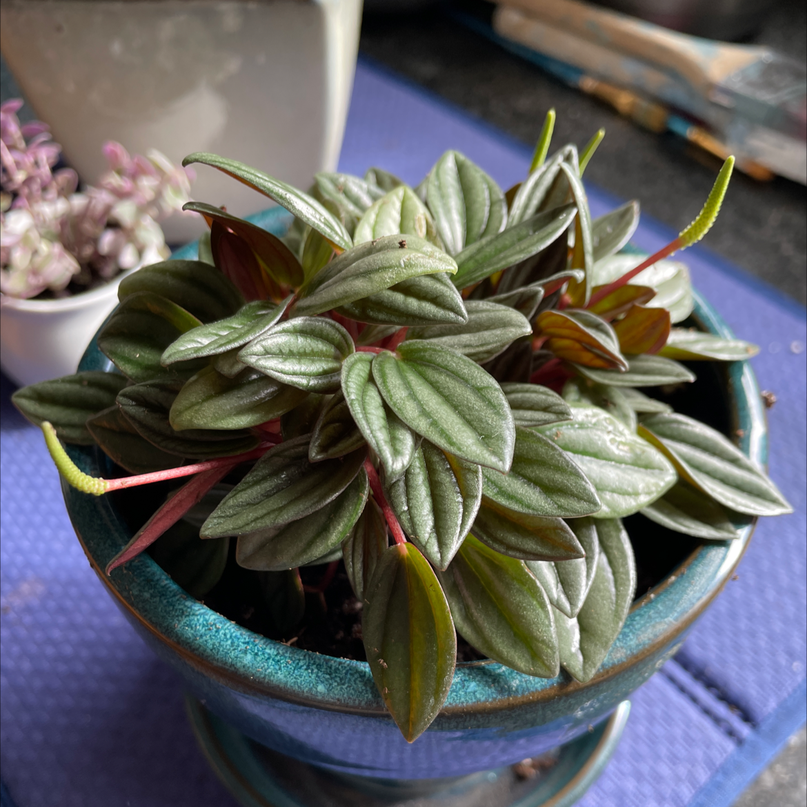 Peperomia 'Rosso' plant in a pot with healthy leaves, well-framed and in focus.