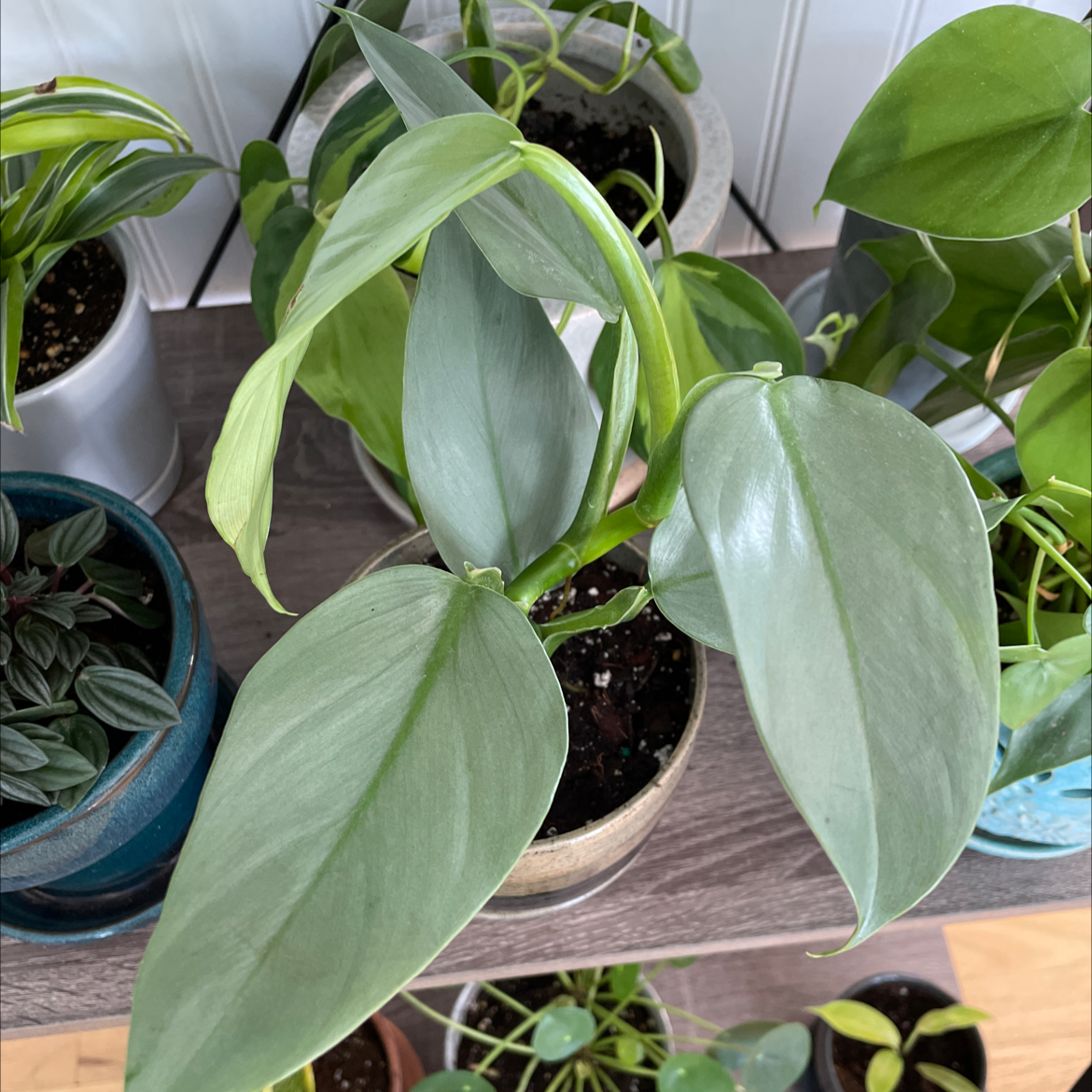 Silver Sword Philodendron in a pot on a shelf with other plants.