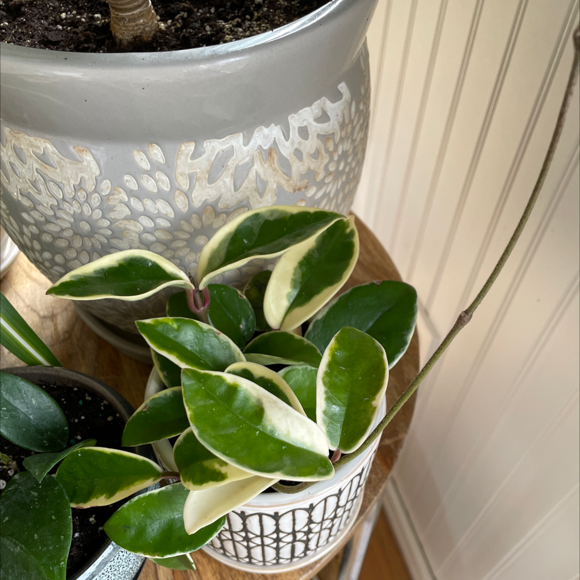 Hoya Krimson Queen plant with variegated leaves in a small pot, appearing healthy.