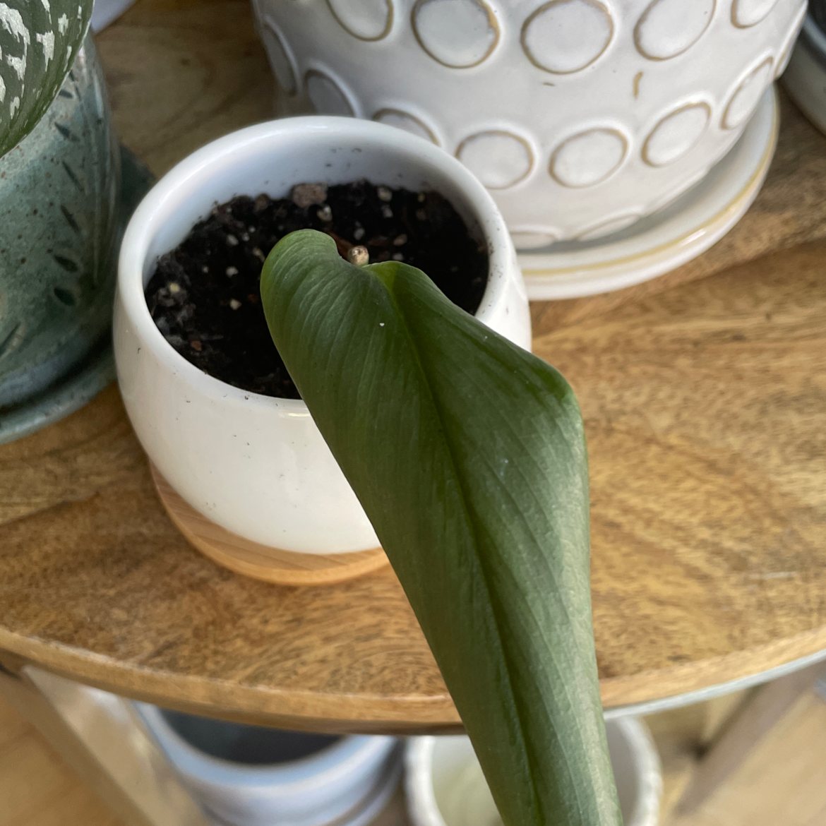 Scindapsus treubii 'Moonlight' leaf in a small pot with visible soil.