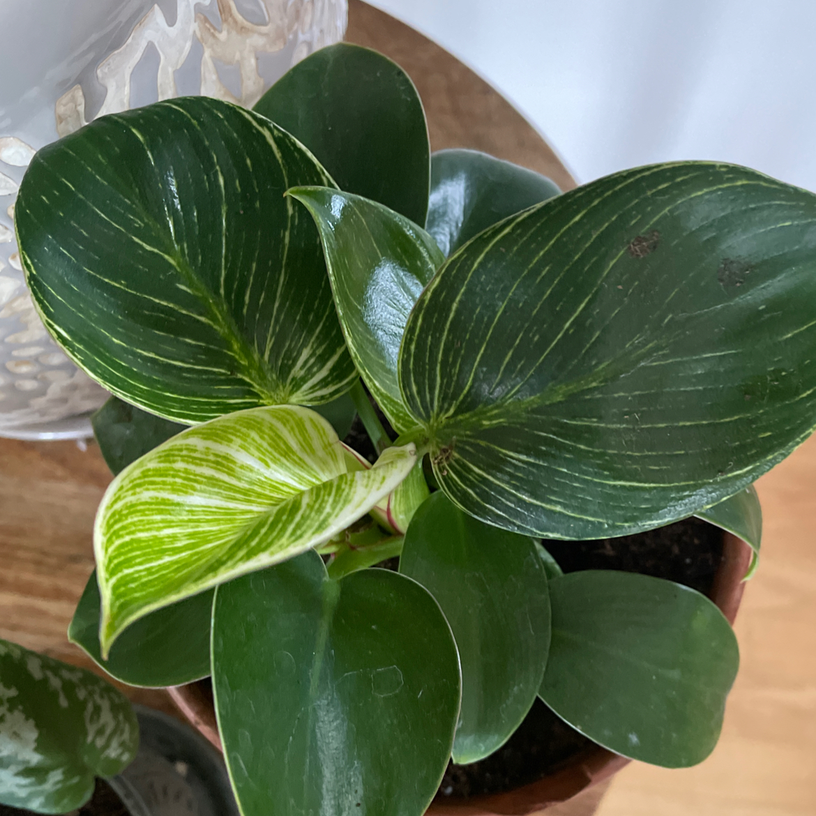 Philodendron Birkin plant photo by @theplanty_paige named Leafster on Greg, the plant care app.