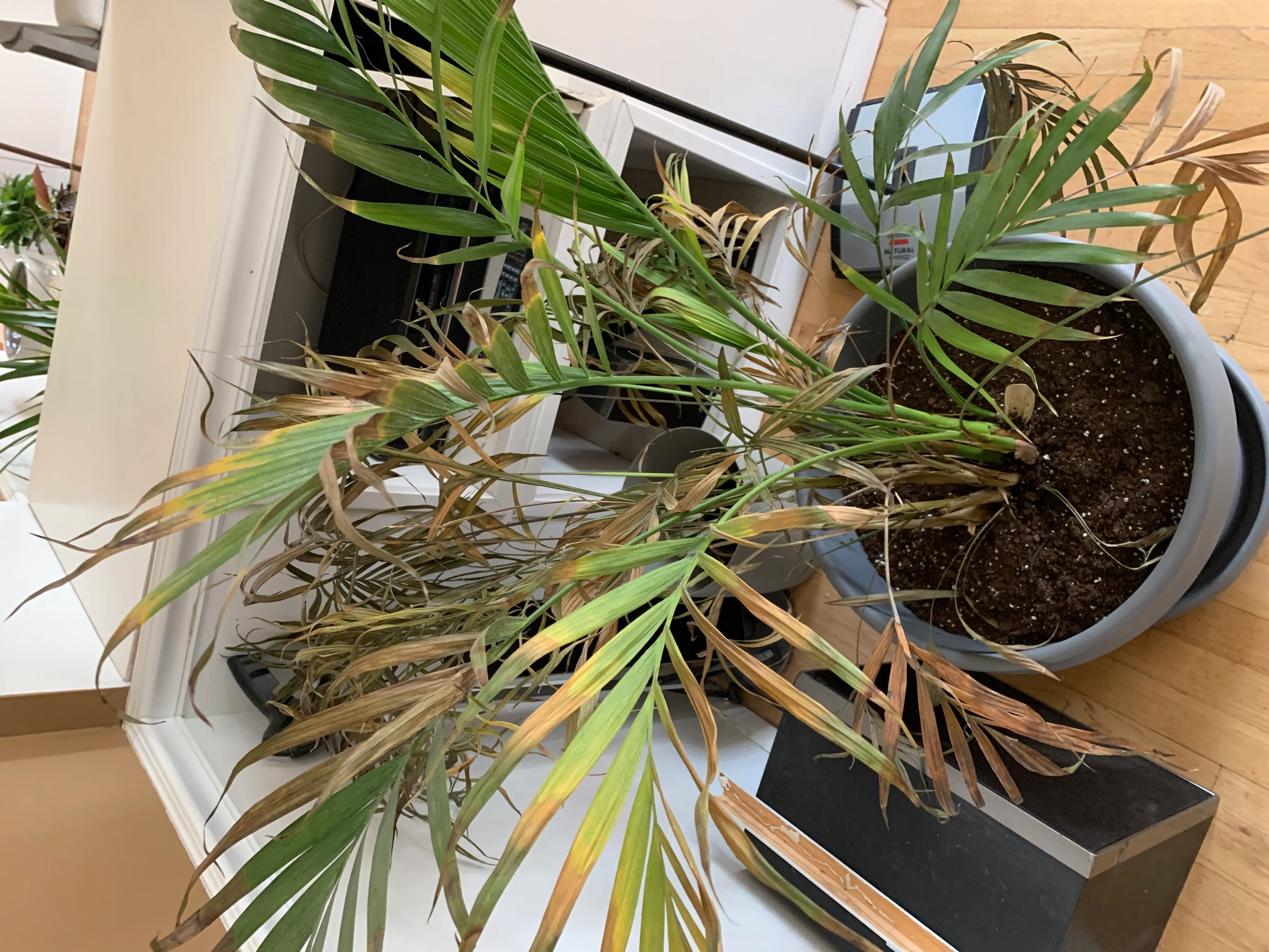 A healthy potted cat palm houseplant with long green fronds, sitting on a wooden surface. Some normal yellowing on lower leaves.
