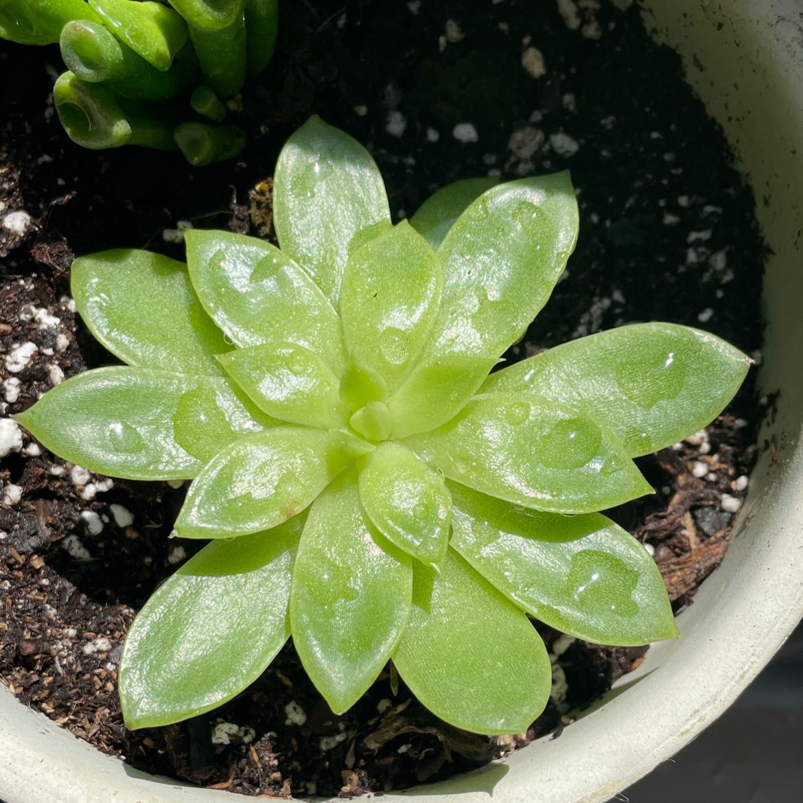Healthy Echeveria Gibbiflora succulent in a pot with visible soil.