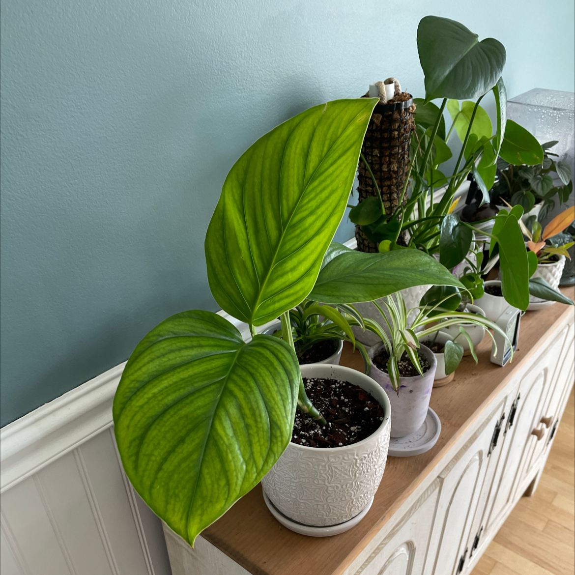 Monstera lechleriana plant in a white pot on a wooden surface, with vibrant green leaves.