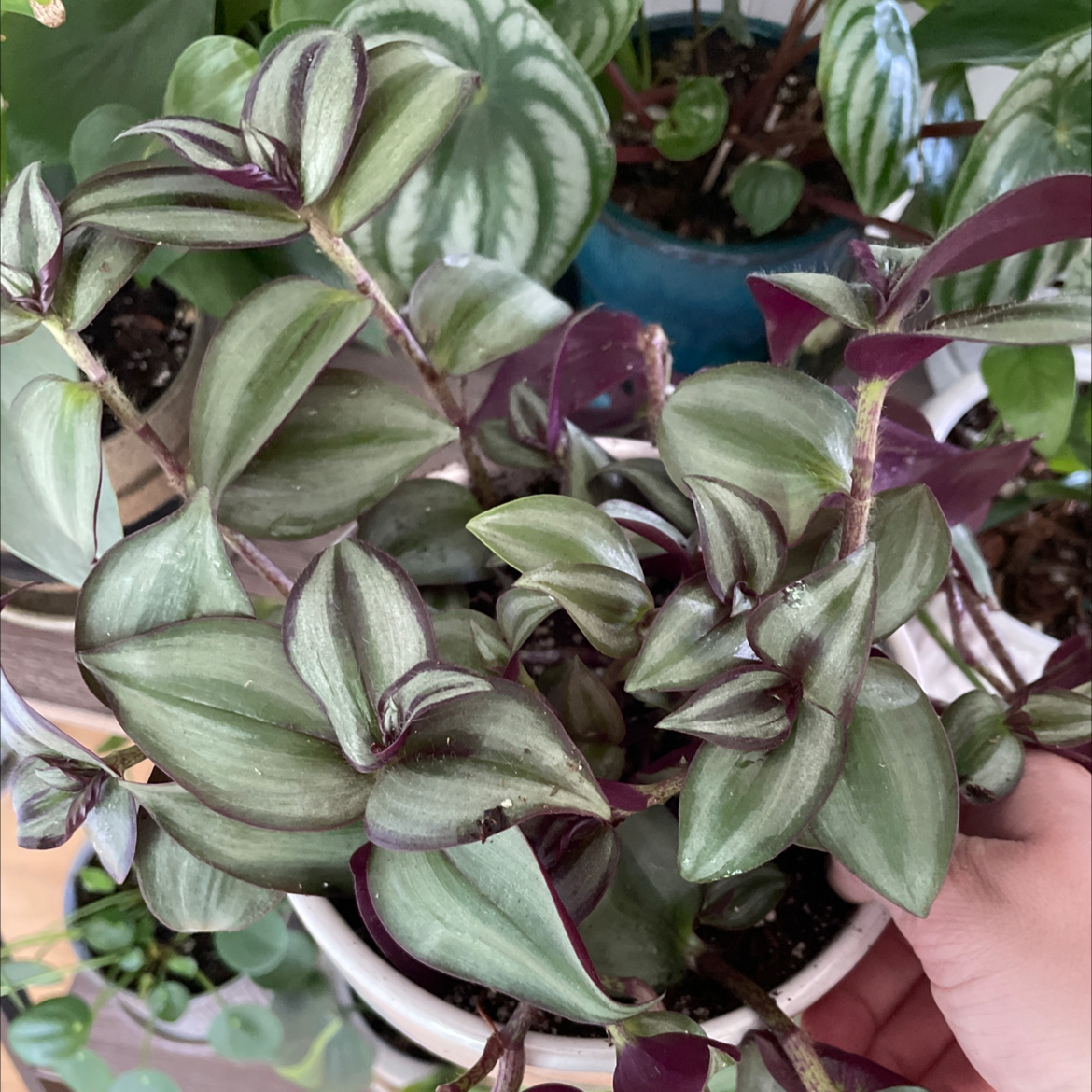 Healthy Tradescantia zebrina plant with vibrant green and purple striped leaves in a white ceramic pot, showing some normal yellowing on older leaves.
