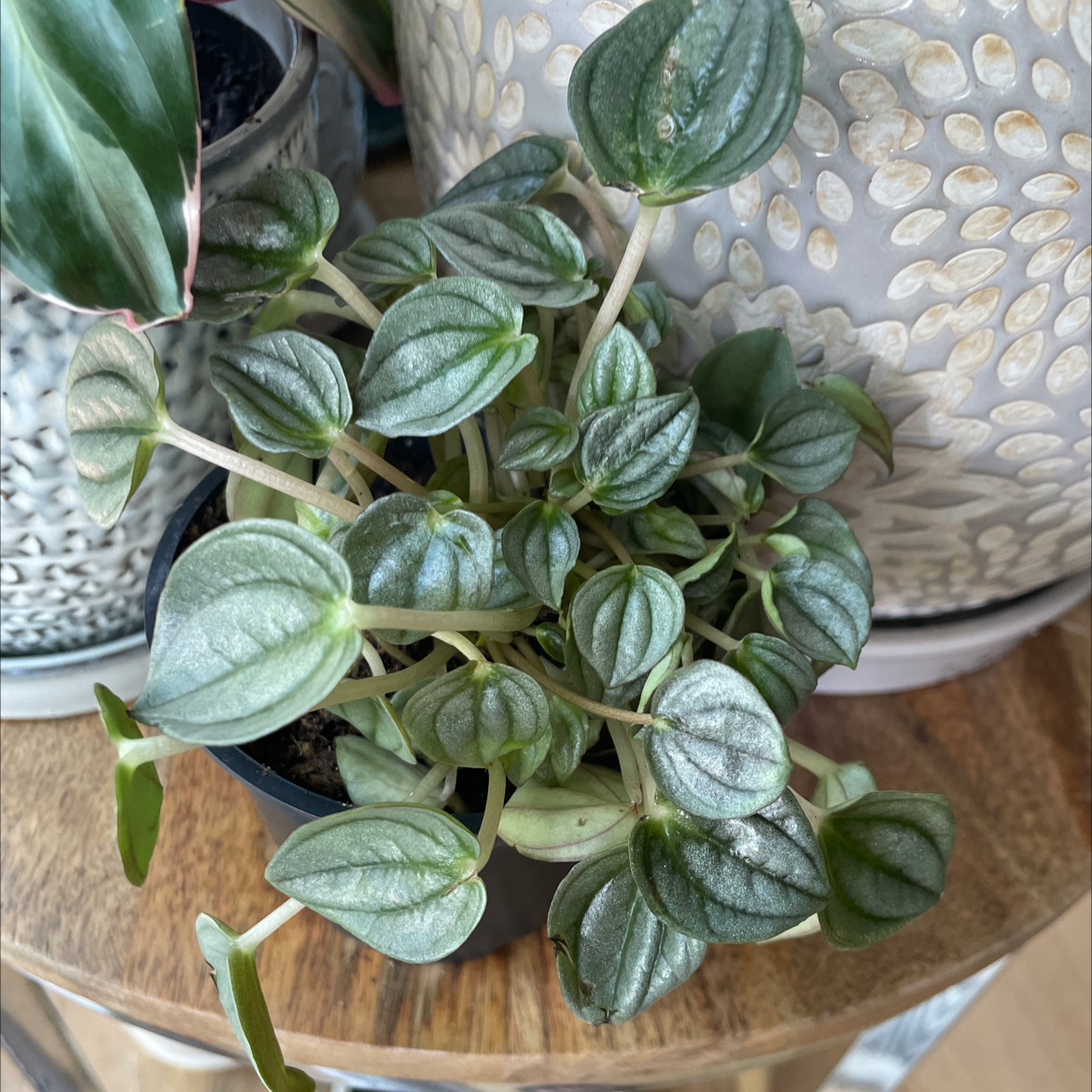 Silver Frost Peperomia plant with healthy green leaves in a pot.
