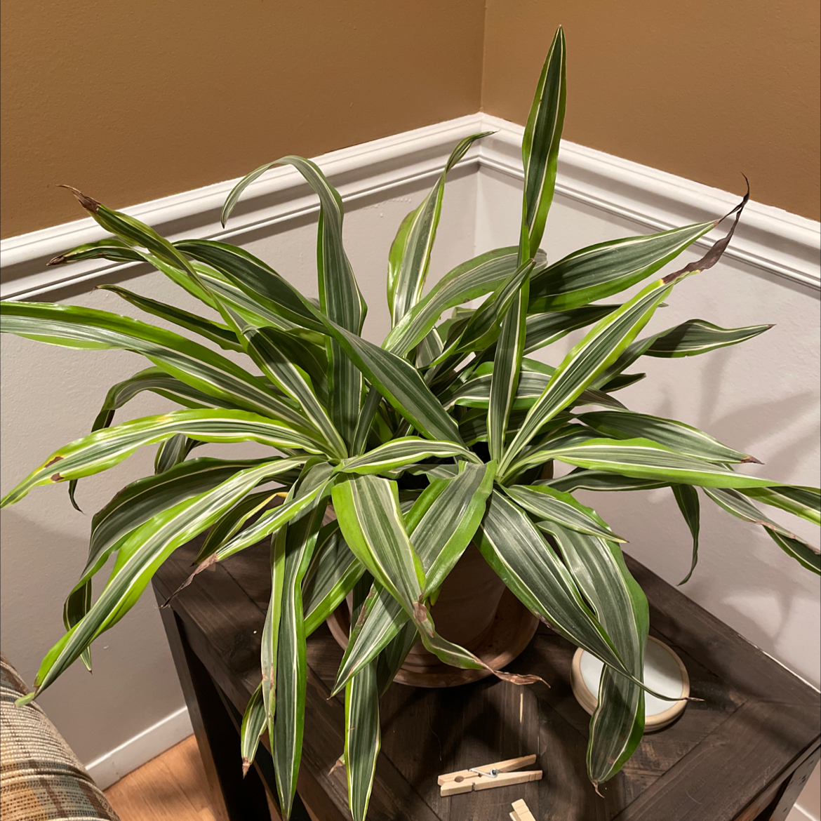 Photo of the plant species Dracaena "Warneckii' by @theplanty_paige named Wiggles on Greg, the plant care app