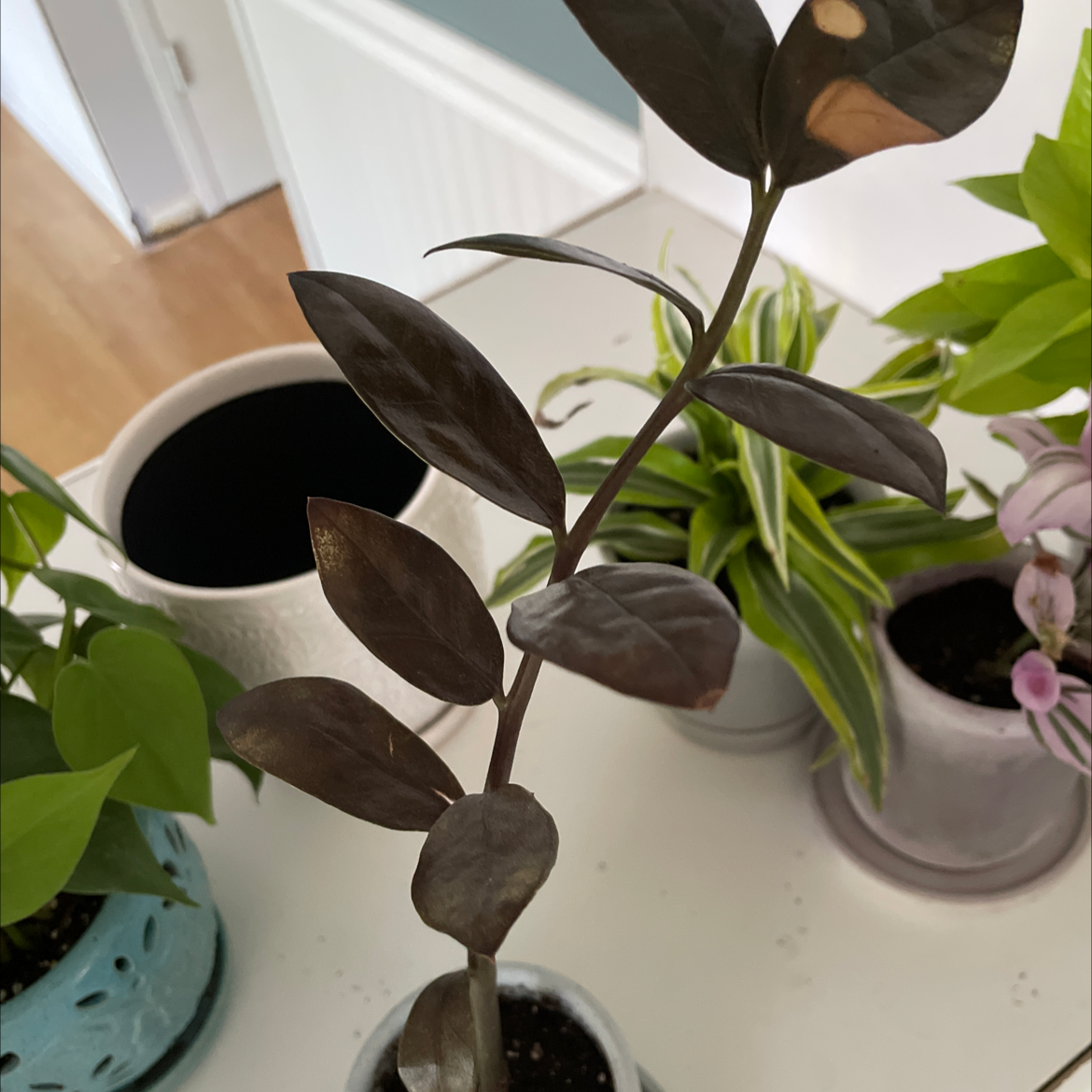 Raven ZZ Plant with dark, glossy leaves in a pot, surrounded by other plants.